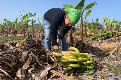 Labor. Una persona alista los bananos que serán exportados.