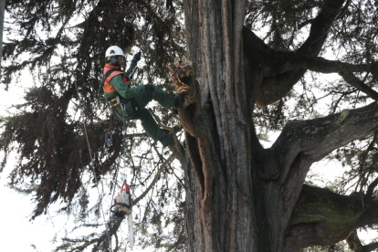 Mantenimiento de un árbol patrimoniales en la ciudad