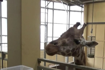 Pista. Una jirafa durante el experimento realizado en el zoo de Barcelona.