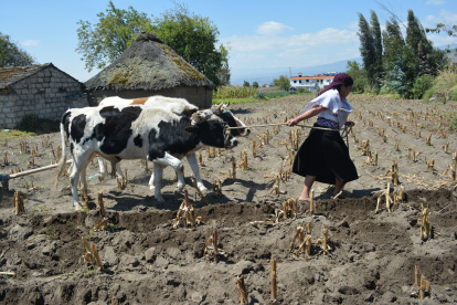 Labores. Una mujer indígena se empeña en acelerar el paso al frente de sus bueyes en la huerta familiar.