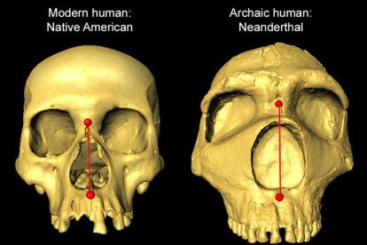Investigación. Un gráfico comparativo de dos cráneos.