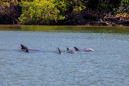 Avistamiento de delfines en la zona de Puerto Morro, en medio de una de las excursiones.