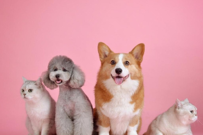 Las mascotas al igual que los seres humanos necesitan cuidsdos y protección frente a la radiación UV.