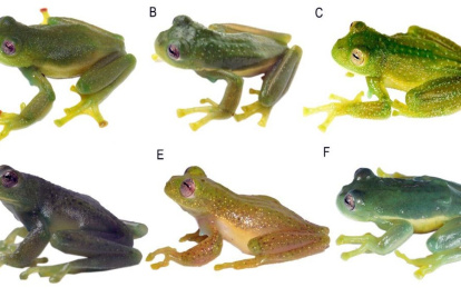 Especies. Se trata de un grupo de anfibios que habita en la zona montañosa de Los Andes.