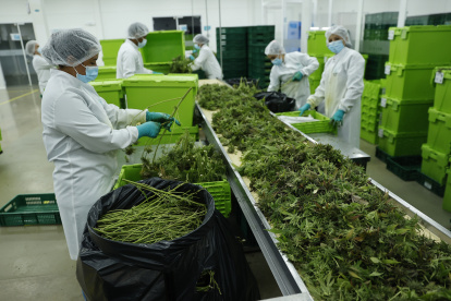 Fotografía de archivo de trabajadoras que procesan plantas de cannabis en Boyacá (Colombia). EFE/ Mauricio Dueñas Castañeda