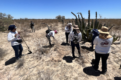 Mujeres que integran el colectivo Madres Buscadoras de Sonora, buscan restos humanos en una fosas clandestinas el 8 de mayo de 2023, en Hermosillo en Sonora (México).