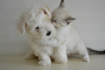 La fotos de cachorros, gatitos y pequeños animalitos invaden las redes sociales a diario, y ahora traen beneficios a nuestras vidas