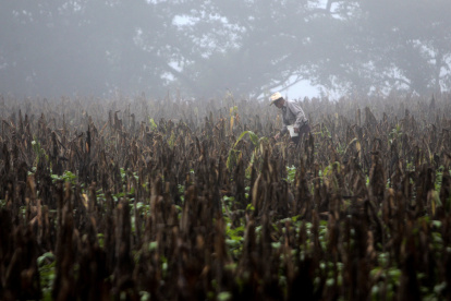 Fotografía de un campesino caminando en una plantación seca de maíz en Guatemala durante el fenómeno de El Niño, en 2015.