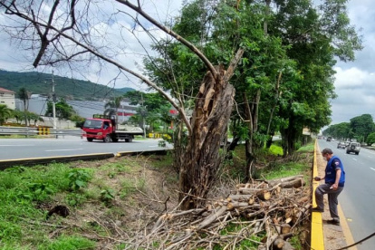 Con las lluvias los árboles se veían afectados y se caían