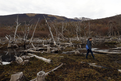 Fotografía de árboles de un bosque nativo afectado por castores, el 14 de mayo 2023, en Puerto Williams (Chile).