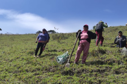 Cooperación. Comuneros y autoridades de varias zonas se unieron a las jornadas de reforestación.