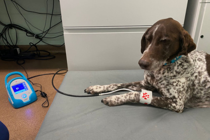 En esta etapa aparecen signos de envejecimiento que a veces pasan desapercibidos por los propietarios, pero que se pueden poner de manifiesto en situaciones específicas, o en una visita al veterinario.