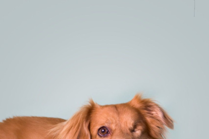 La campaña apunta a frenar el maltrato animal y el abandono, dos problemas aún comunes en la ciudad y Ecuador.