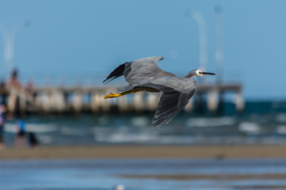 Referencial de aves en playas.