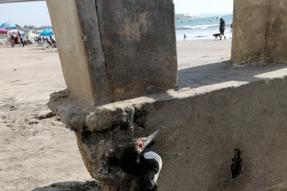 El fenómeno de las aves muertas ha sido reportado en varios balnearios de Ecuador, Perú y Chile.