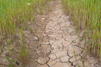 La sequia provoca una serie de problemas, especialmente en la alimentación mundial.