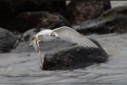 Biodiversidad. En el país queda por documentar la presencia efectiva en el país de 49 especies.