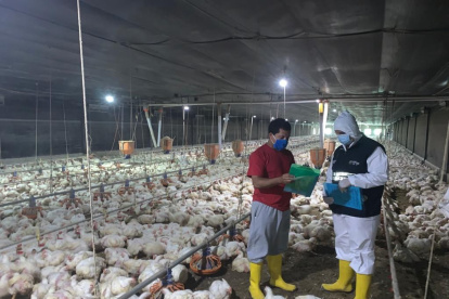 Control. Un técnico realiza la vacunación en una granja de Ecuador.