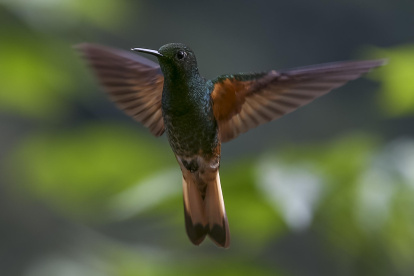 El Chocó Andino, una reserva de la biosfera situada dentro del área metropolitana de Quito y considerada como "un paraíso" por sus lugareños, librará en las urnas su batalla definitiva contra la minería.