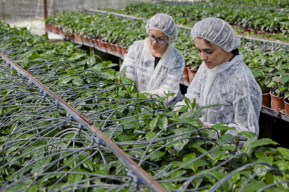 La digitalización y expansión del sector agro de América se encuentra en avance constante.