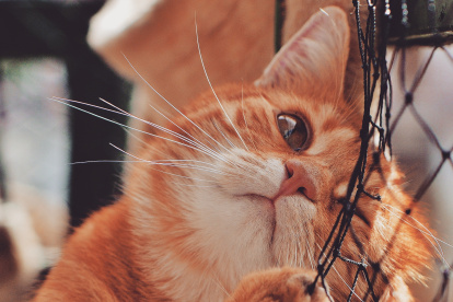 Actividad. Los felinos son escaladores por  esencia. Las uñas son precisamente una herramienta esencial para estas acciones.