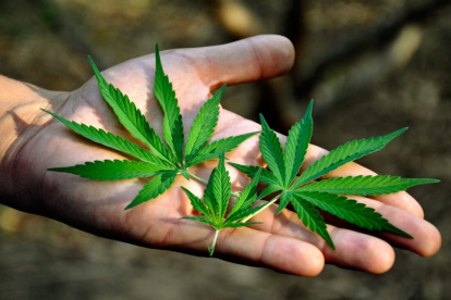 En Colombia, desde 1986 es legal el autocultivo de marihuana, se puede tener hasta 20 plantas. Además el porte de hasta 20 gramos.