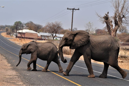 os elefantes africanos cruzan una carretera en la República de Botswana.