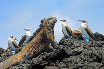 Fauna. Las islas Galápagos son consideradas como un paraíso natural.