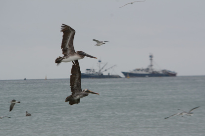 Incremento. Se lleva un registro más amplio de las especies nuevas que viven en el país y en el archipiélago
