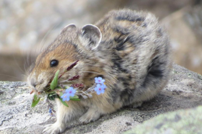 Un lagomorfo en una foto referencial.