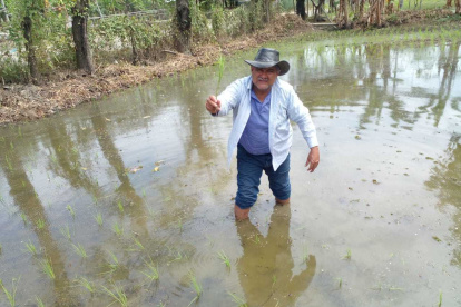 Hacienda. Las plantas sembradas ahora con la llegada del fenómeno de El Niño se pueden perder todas y eso provocaría escasez del alimento.