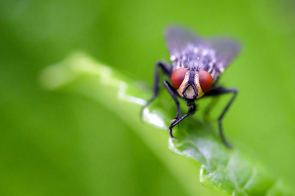 Fotografía de una mosca en la zona de Poás de Alajuela, en Costa Rica.