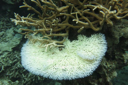 Cuando los corales están estresados, expulsan sus zooxantelas simbióticas y se vuelven blancas en un proceso conocido como blanqueamiento.
POLITICA INVESTIGACIÓN Y TECNOLOGÍA
KAUST; MICHAEL FOX.