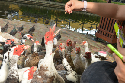 En un recorrido, EXPRESO vio que les daban maní, snacks y chocolate.
