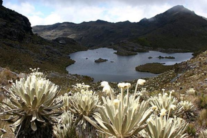 El Páramo ejecuta una de las funciones más importantes para la lucha contra el calentamiento global.