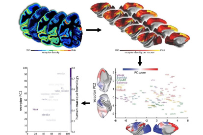 Una nueva cartografía de los receptores corticales revela la asociación entre la organización microestructural y los sistemas funcionales del cerebro.