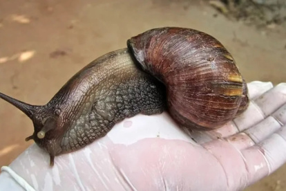 En diciembre de 2022 se descubrió un ejemplar de caracol terrestre africano gigante en el condado Lee,