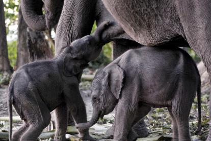 En la imagen de archivo, dos crías de elefante de un día de vida son amamantadas por su madre, Alka, en el parque nacional de Orang, en Assam, la India.