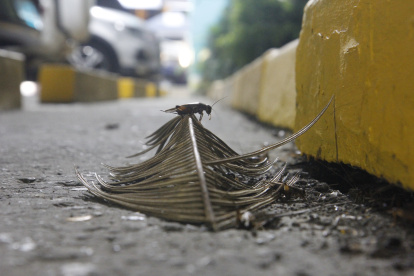 Insectos. Los grillos salen con más frecuencia por las noches.