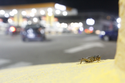 La ciudadanía teme que la invasión de grillos sea mayor durante El Niño