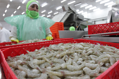 Exportaciones. El sector acuícola comercializa en el exterior cerca del 98 por ciento de su producción.
TRABAJADORES O EMPLEADOS EMPACANDO CAMARÓN.
Omarsa camaronera, el de agosto del 2013. Guayaquil-Ecuador. Gerardo Menoscal/expreso.