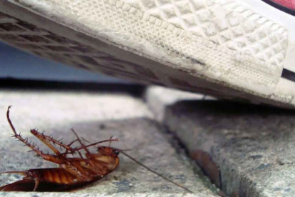 Algo que todos hemos hecho, como es el pisar un pequeño insecto, podría perjudicar nuestra salud.