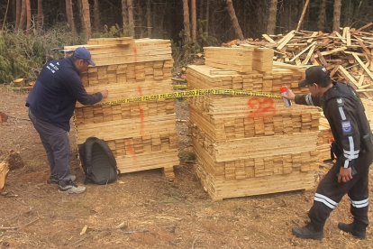Madera incautada por autoridades.