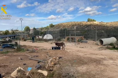 Operativo. En este campamento fueron hallados un serie de animales silvestres.