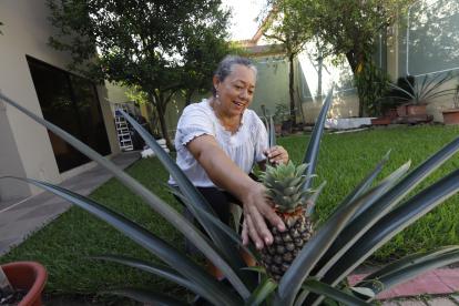 En el patio de su casa, la oceanógrafa Dafne Vera tiene varios cultivos, entre los que constan piñas en maceteros y otras especies.