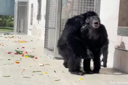 La reacción de la chimpancé "Vainilla" tras ver el cielo por primera vez.