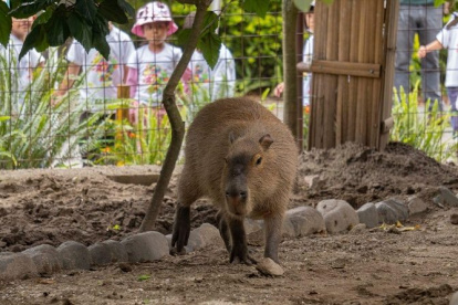 Existe una variedad de especies en exhibición. Las visitas de la gente permiten sostener este centro