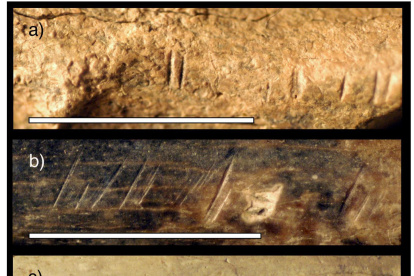 Muestra. Tres especímenes animales fósiles de la misma zona y horizonte temporal que la tibia fósil de homínido estudiada por el equipo de investigación