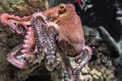 Científicos observaron que estos animales controlan diminutas células pigmentadas. En otras palabras, podrían estar haciendo algo parecido a soñar.