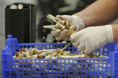 La finalidad de autorizarlos es ayudar en el tratamiento asistido de problemas mentales